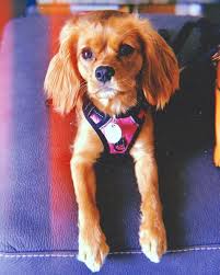 Meet Callie 10 Months Old Golden Retriever Cavalier King Charles Spaniel Mix Aka G Old Golden Retriever Cavalier King Charles Spaniel King Charles Spaniel