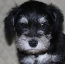 We also offer rare merle or confetti schnauzers! Mini Schnauzers Rare Phantom And White For Sale In Midlothian Texas Classified Americanlisted Com
