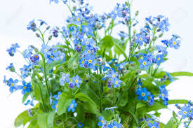 Is a clear cut option and the best flower delivery in toronto. Forget Me Nots Myosotis Scorpioides With Blue Flowers In A Dark Blue Pot Close Stock Photo Picture And Royalty Free Image Image 79867726
