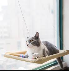 Her Kedi Sahibinin Mutlaka Edinmesi Gereken Kedi Malzemeleri