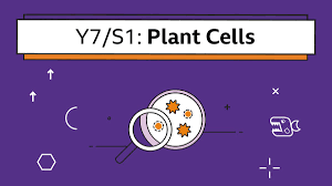 Check spelling or type a new query. Plant Cells Year 7 S1 Biology Collection Home Learning With Bbc Bitesize Bbc Bitesize