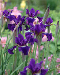 Check spelling or type a new query. 13 Low Maintenance Perennials
