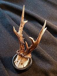 Das heißt, sie fahren ihre körpertemperatur auf ungefähr 15 grad celsius herunter und verringern auch ihren puls. Reh Wikipedia