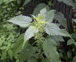 Far too late for gathering leaves. Stinging Nettles Not Just For Breakfast Anymore Cornell Small Farms