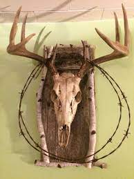 European Head Mount Rustic Deer Hunting Decor Deer Antler Decor Deer Skull Art