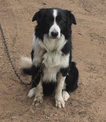 Buddi Medium Male Border Collie In Nsw Petrescue Border Collie Dog Waiting World Cutest Dog