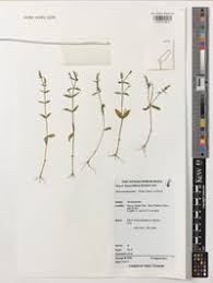 Image result for Canscora alata