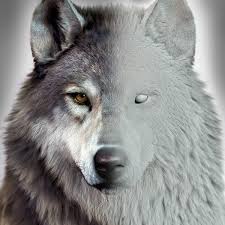 How do you give yourself a wolf cut? Massimo Righi Heterochromia Wolf