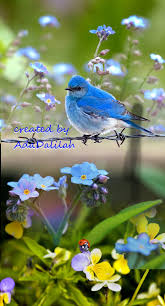 Blue Birds And Flowers Wallpaper Pin On Birds Art Creative Photo Montage