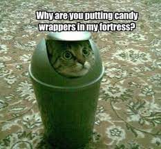 View All Funny Animal Pictures With Captions Very Funny Cats Cute Kitty Cat Wild Animals Dogs Funny Cat Pictures Funny Animals Funny Cat Videos