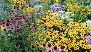 Perennials generally do not have to be replanted each year. Perennial Flowers That Bloom All Summer Gilmour