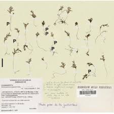 Image result for Crepidomanes clarenceanum