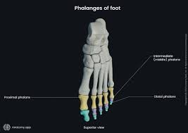 Image result for flegmona pedis)