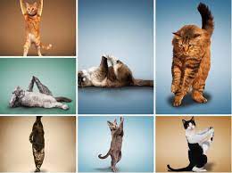 We would like to show you a description here but the site won't allow us. Calendrier 2021 Des Chats Adeptes De Yoga Pour Se Relaxer Maxitendance