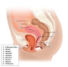 Image result for Urethral Prolapse