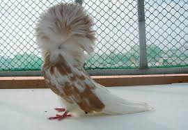أنواع الحمام birds of paradise bird pigeon
