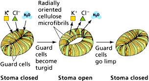 Stomatal Movement Is Not Affected By - Youtube