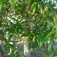 Image result for Podocarpus latifolius