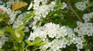 Click on image to view plant details. Best Connecticut Native Trees For Spring Flowers Rayzor S Edge Tree Service