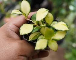 Image result for Selago lacunosa