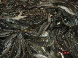 Makanan ikan keli untuk cepat besar | penternakan ikan keli. Bisnes Ternak Ikan Keli Dalam Kanvas Mampu Jana Pendapatan Lumayan Kartel Dakwah