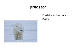 Polar Bear By Luke Ppt Download