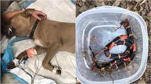 Their mother ran near the well and started barking, and attracted the attention of the owner, who looked inside and to his this is why snakes are afraid of mantises. Pit Bull Puppy Sacrifices Self To Protect Kids From Venomous Snake Support Pours Online Trending News The Indian Express