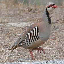 Resultado de imagem para alectoris chukar