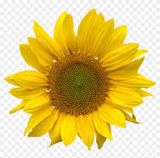 Are you searching for illustration png images or vector? Sunflower Png Aesthetic Sunflower Png Clipart 176954 Pikpng