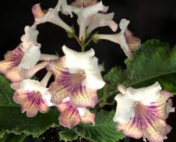 Image result for Streptocarpus umtaliensis
