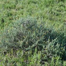 Image result for Nolletia zambesica