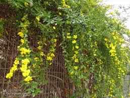 Image result for Jasminum meyeri-johannis