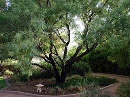 It is best in full sun, well. Norm S Favorite Desert Trees Nevada Public Radio