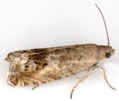 Image result for Cydia microgrammana