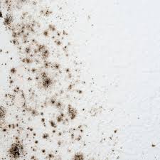 How To Get Rid Of Mold On Walls In The Bathroom Mold On Bathroom Ceiling Mold In Bathroom Mold Remover