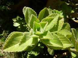 Image result for Coleus neochilus