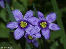 Image result for Sisyrinchium