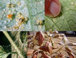 Spider Mites Are Almost Too Small To Be Seen They Live In Colonies Mostly On The Underside Of Leaves Feeding Beneficial Insects Beneficial Bugs Garden Pests