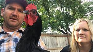 If you try and take her eggs, she will puff out her feathers and create what can i do to stop them? 136 How To Stop Rooster From Crowing Rooster Collar Youtube
