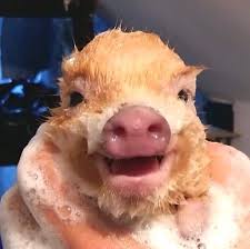 Pig On Instagram Yay Or Nay Rate This Cute Picture Tag Piggy Lovers And Make Their Day Credit To Cute Baby Pigs Pet Pigs Cute Little Animals