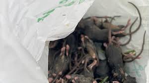 Australia is in the grips of a biblical mouse plague, with rodents crawling over people's faces as. 5kz9qy65dycbpm