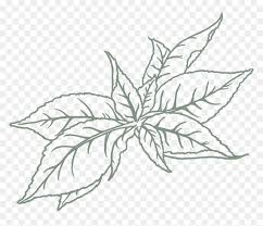 Download high quality leaf images in ai, svg, png, jpg and psd. Drawing Tea Leaves Png Transparent Png Vhv