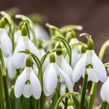 The reader goes along guessing what will happen. Green Snowdrop Bulbs Galanthus Woronowii High Country Gardens