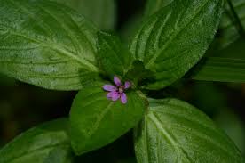 Image result for Cuphea carthagenensis