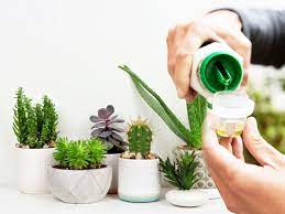 The following soil tips will help you get the soil right for your succulents and promote their continued good health: 5 Best Fertilizer For Succulents Cactus Plant Index