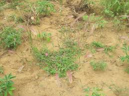 Image result for Perotis patens