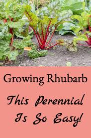 Maybe you would like to learn more about one of these? Growing Rhubarb