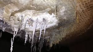 Unsightly mold in houseplant soil is the cause of much unhappiness for indoor plant lovers. Mold In Mobile Homes And Your Health Mobile Home Owner Tips
