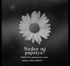 sevilmesi gereken cicek papatyalar bff sozleri ilham verici sozler