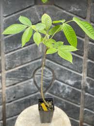 Image result for Canarium schweinfurthii